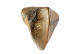Partial Triceratops Shed Tooth - Montana #72494-1
